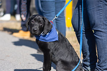 Polar Bear Run Photo