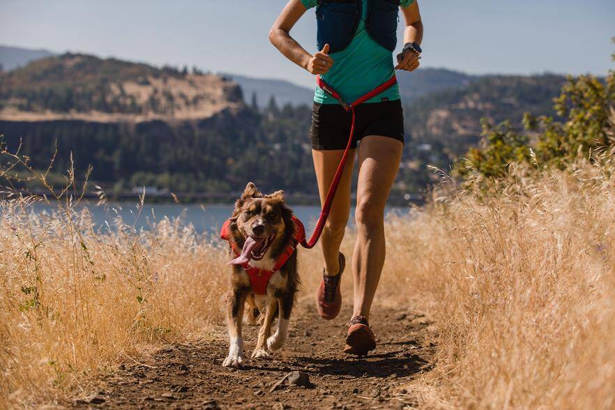 Hands free dog leash gift for runners